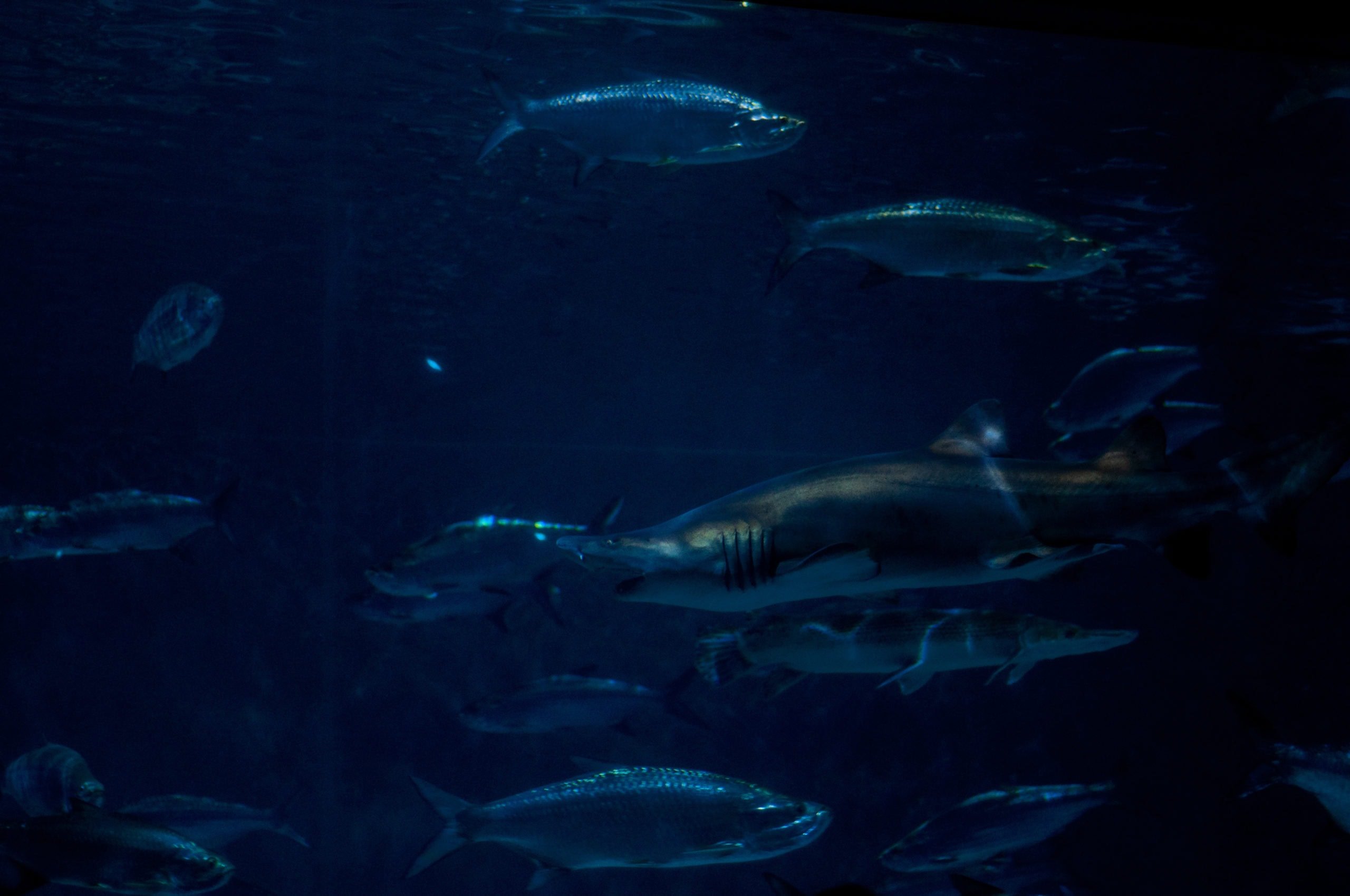Aquarium Photo By Stefan Petrmichl